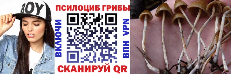Псилоцибиновые грибы Psilocybe  цена наркотик  Северобайкальск 